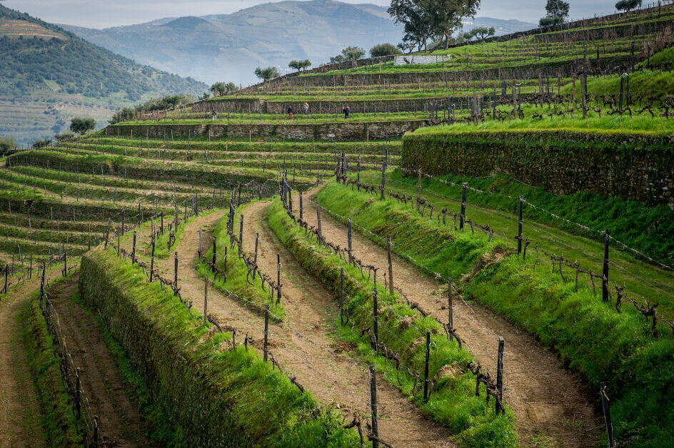 Quinta Da Côrte