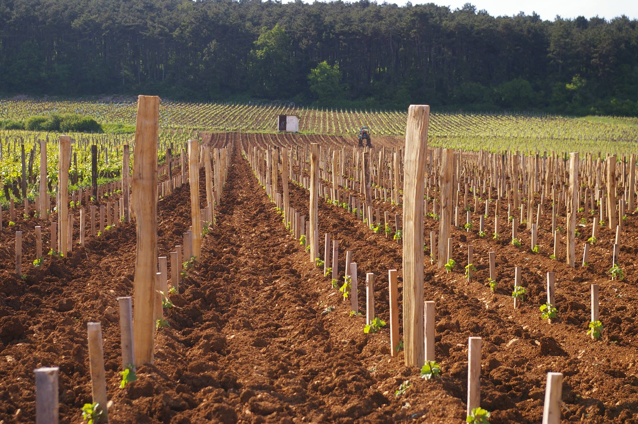 Domaine Charlopin Tissier