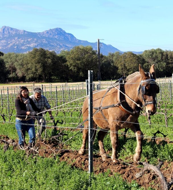 Clos Culombu