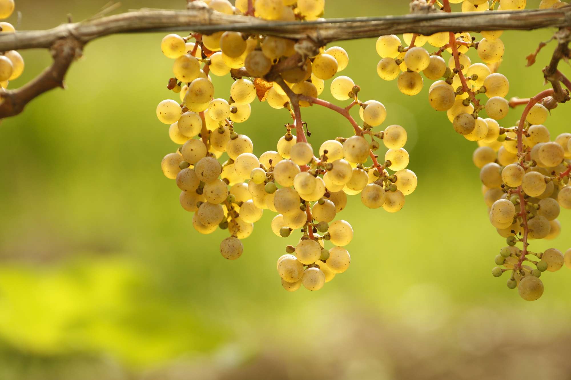 Weingut Peter Jakob Kühn