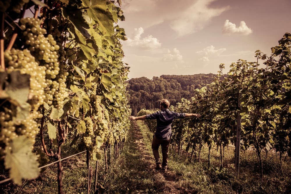 Weingut Herrenhof Lamprecht