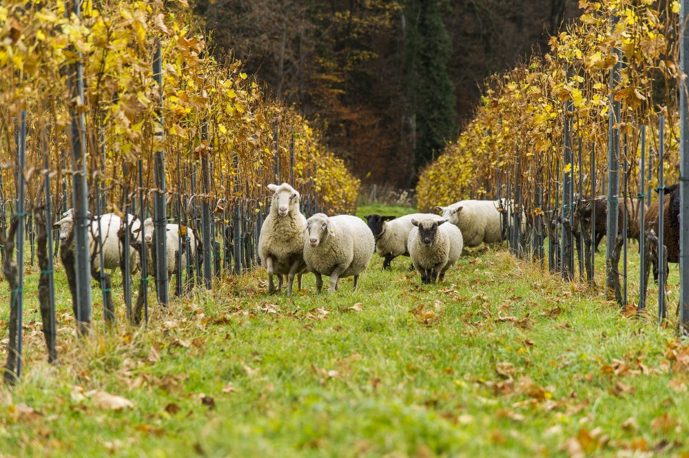 Weingut Jaunegg