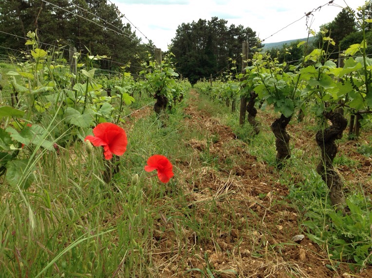 Domaine Charlopin Tissier