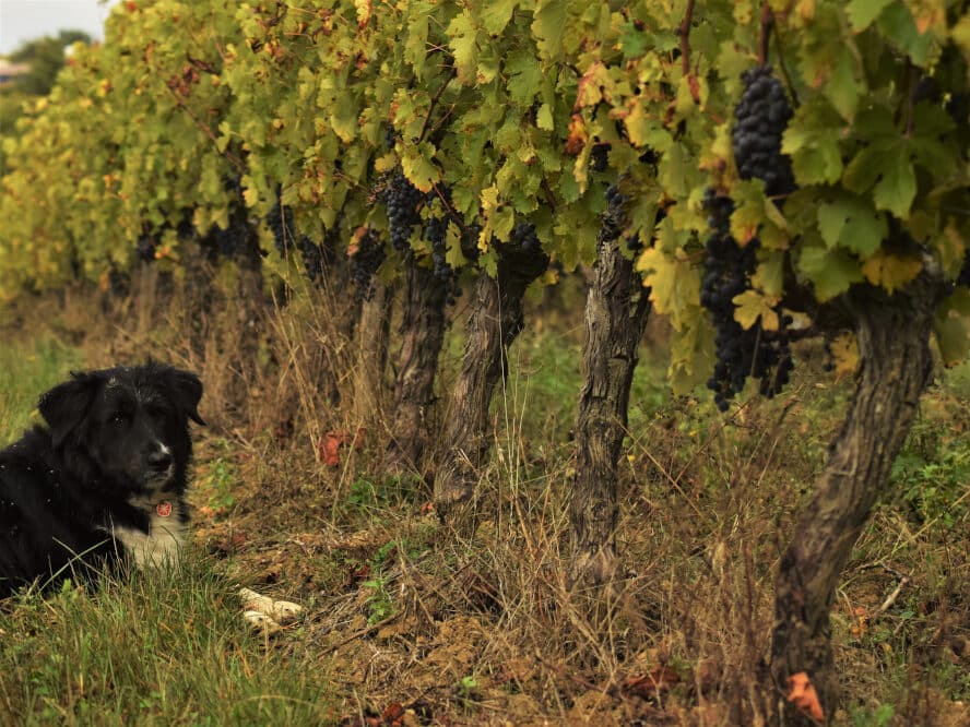 Domaine Julien Auroux