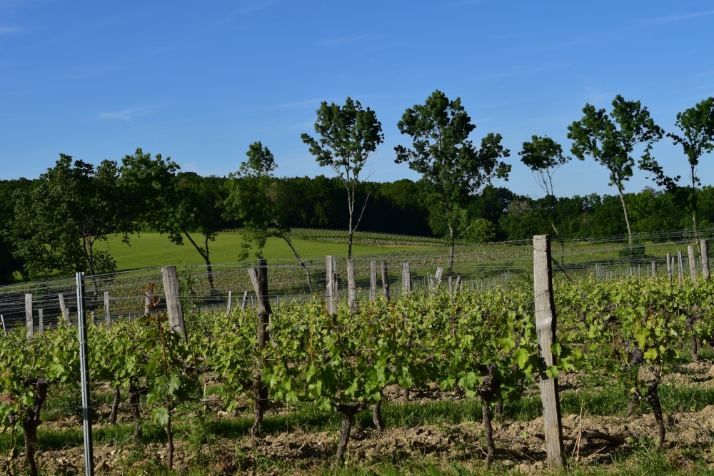 Domaine Julien Auroux