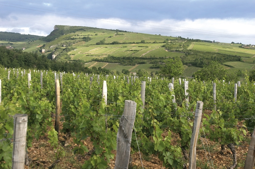 Domaine de la Croix Senaillet