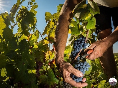 Domaine Marcel Lapierre