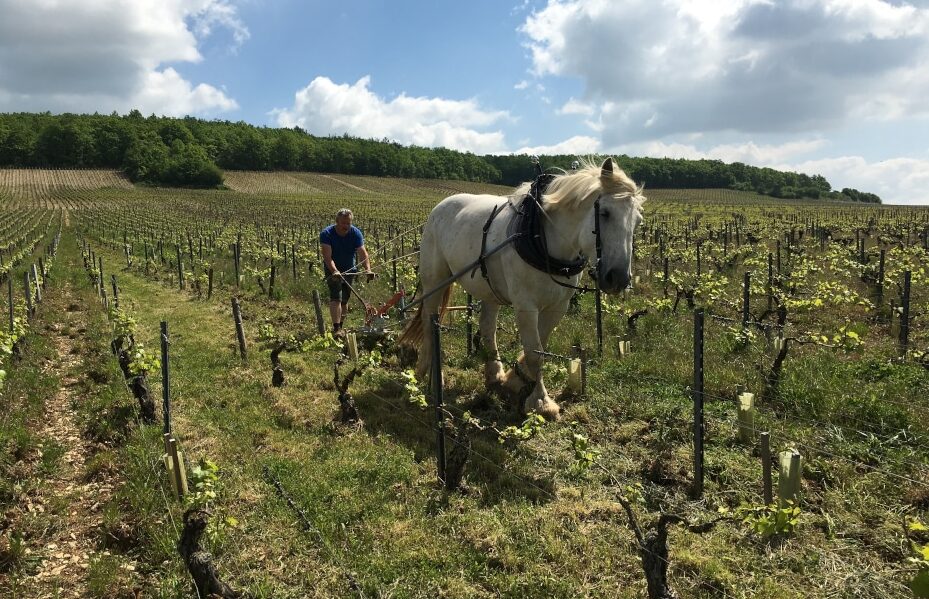 Domaine L'enclos