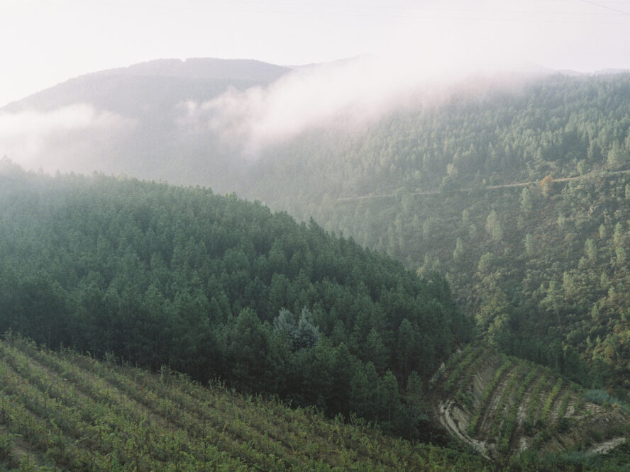 Peluda Vinhos